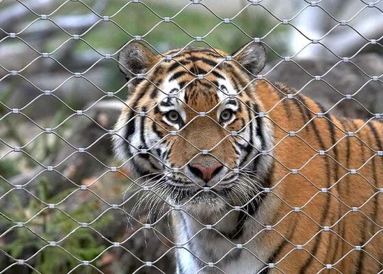 ตาข่ายเชือกสแตนเลสสำหรับรั้วสวนสัตว์ – ความปลอดภัยสูงและสวยงาม